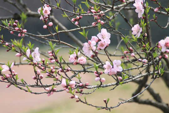 梅花