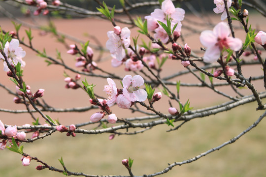 梅花