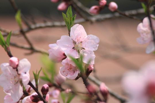 梅花