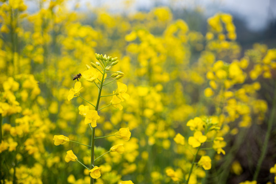 油菜花