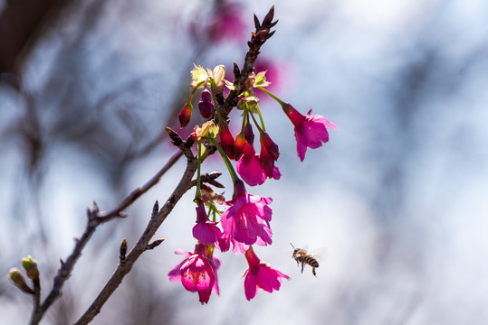 红色樱花