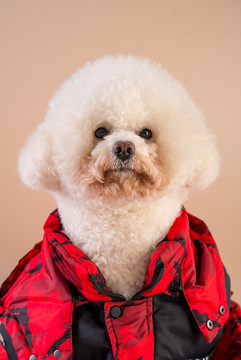 宠物狗表情特写的肖像摄影