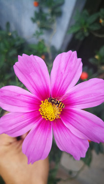 花朵蜜蜂采蜜创意自然摄影
