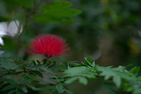 风景壁纸