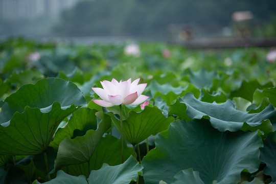 池塘荷花