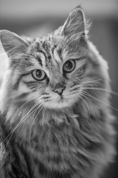 猫咪