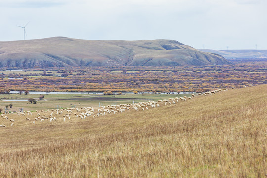 秋季草原湿地羊群