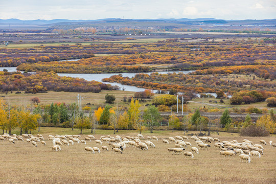 秋季多彩河流湿地草原羊群