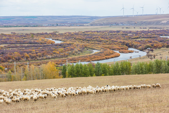 秋季河流羊群牧场