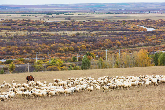 羊群湿地草原秋色