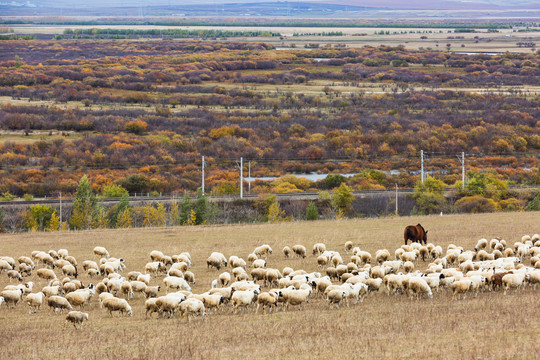 秋季羊群湿地牧场