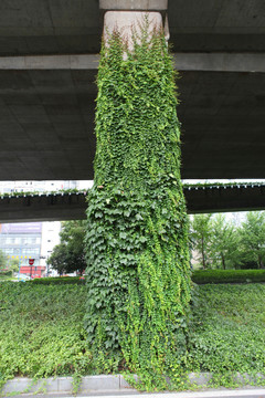 爬墙虎