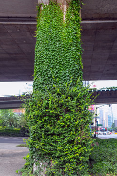 爬山虎