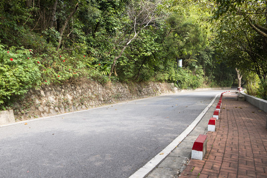 林荫柏油路中角度