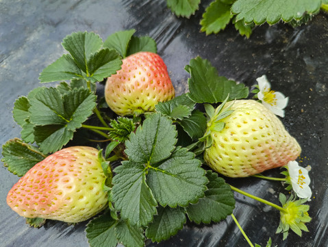 淡雪白草莓种植