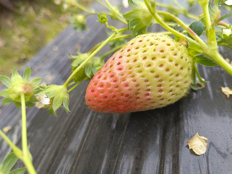 地膜白草莓