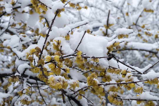 雪梅