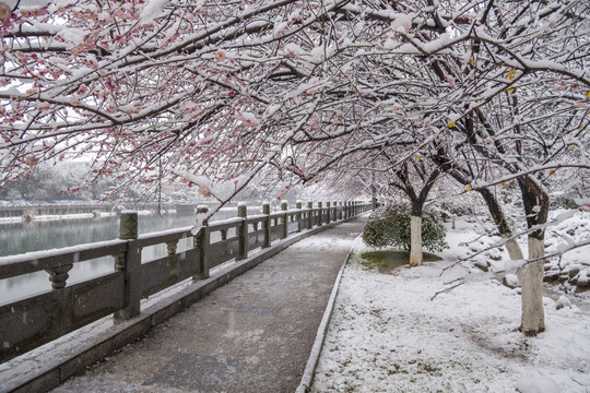 雪中梅花