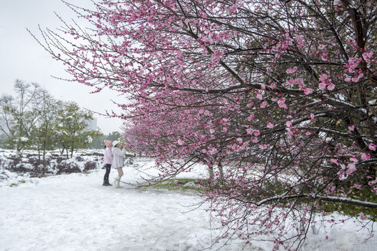 雪梅