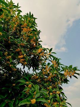 天空下的桂花