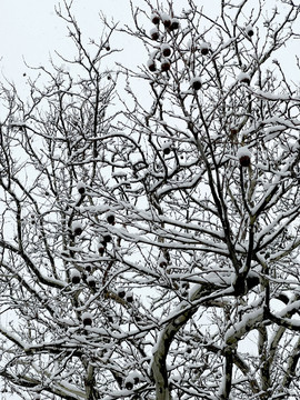 树枝积雪