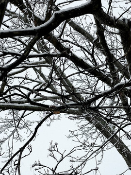 树枝积雪
