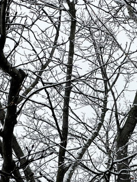 树枝积雪