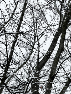 树枝积雪