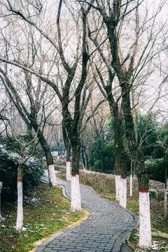 青砖铺装道路