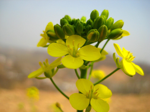 油菜花