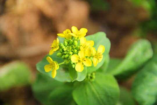 油菜花