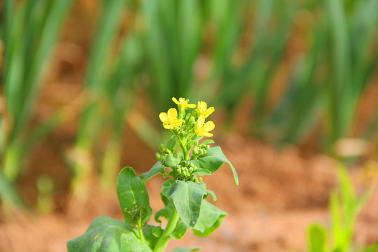 油菜花