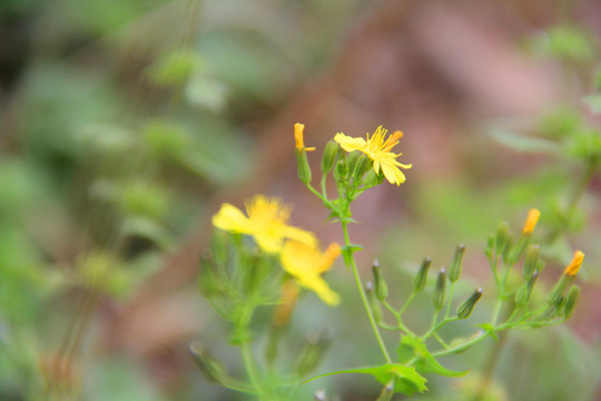 野菊花