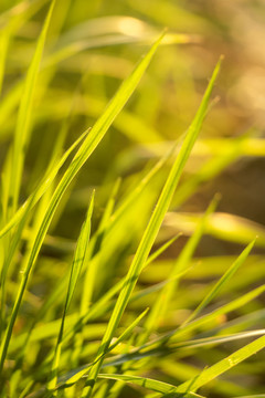 春天户外逆光下的小草