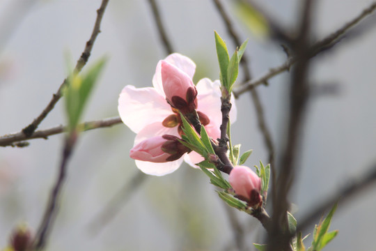 梅花