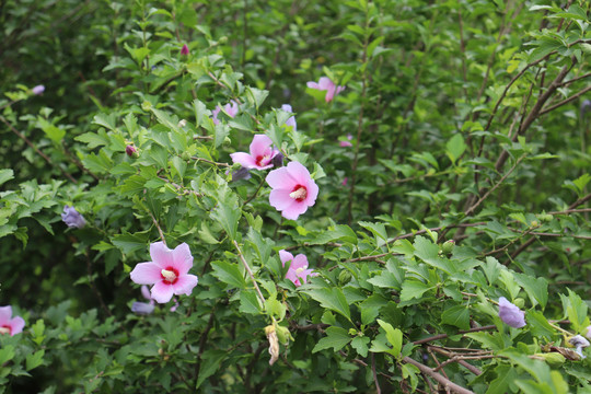 雨后木槿花