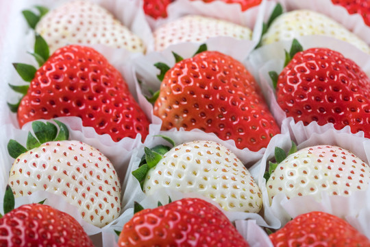 白草莓红颜草莓