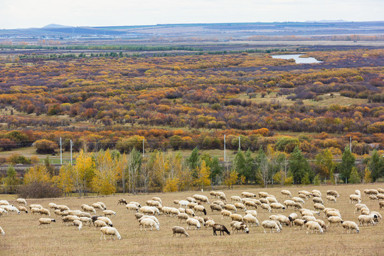秋季湿地草原羊群