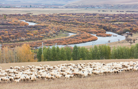 秋季河流湿地草原树林羊群