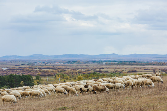 秋季草原河流山坡羊群树林
