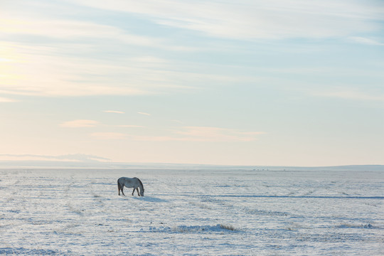 草原雪原白马一匹马