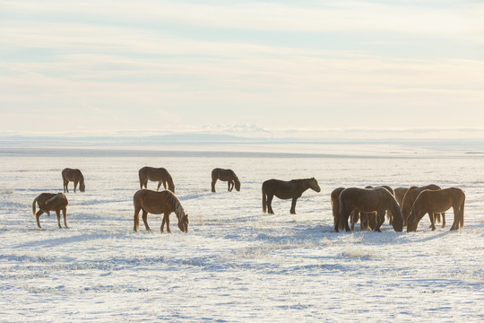 清晨雪原马群蒙古马