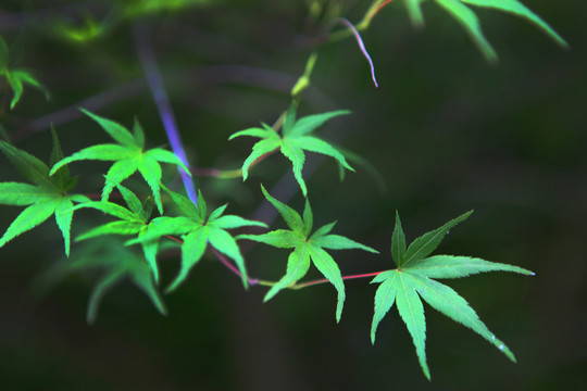叶子