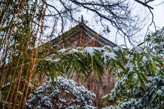 雪竹