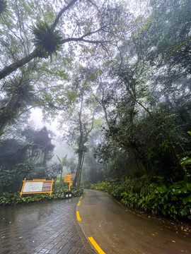 热带雨林