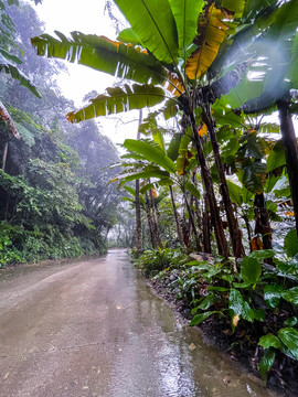 热带雨林