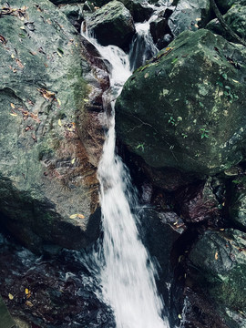 热带雨林