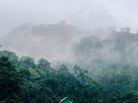 热带雨林