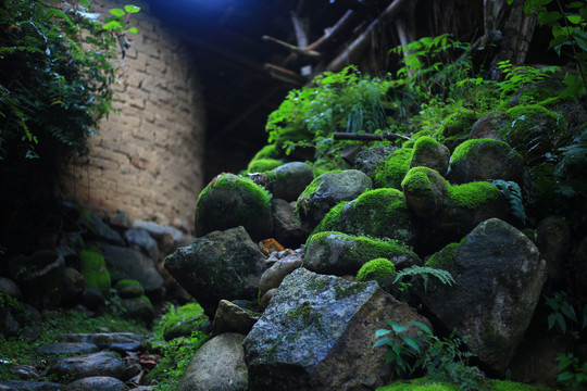 苔藓小路