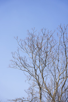 冬天树叶落尽的光秃秃的树枝